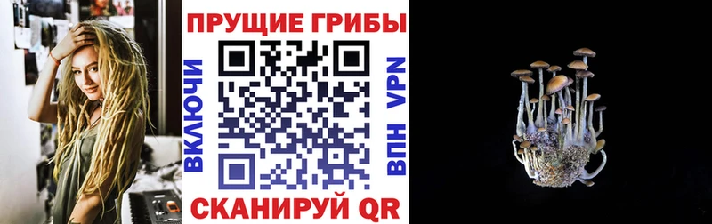 площадка наркотические препараты  Санкт-Петербург  Псилоцибиновые грибы Psilocybe 